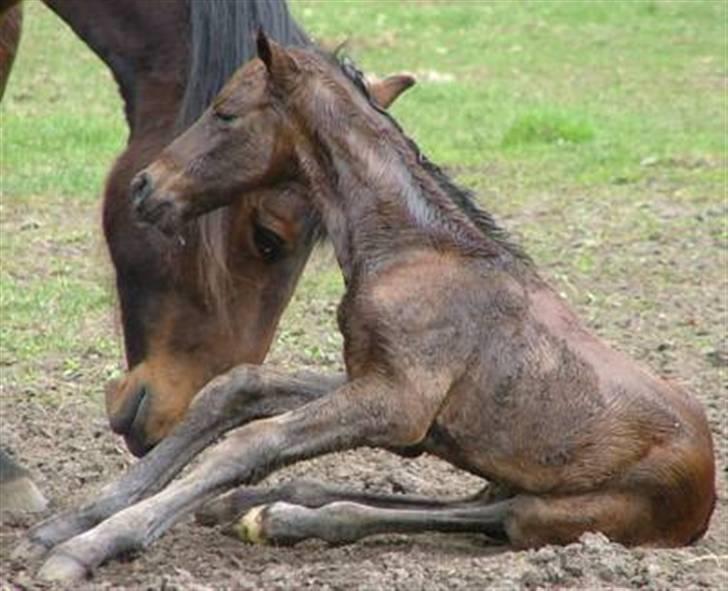 Anden særlig race Athene - Athene med sin helt nyfødte søn  Appollon billede 5