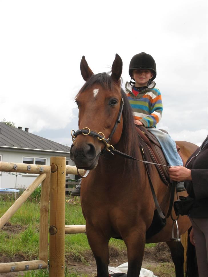 Anden særlig race Athene - Athene giver ældstesønnen en ridetur billede 6