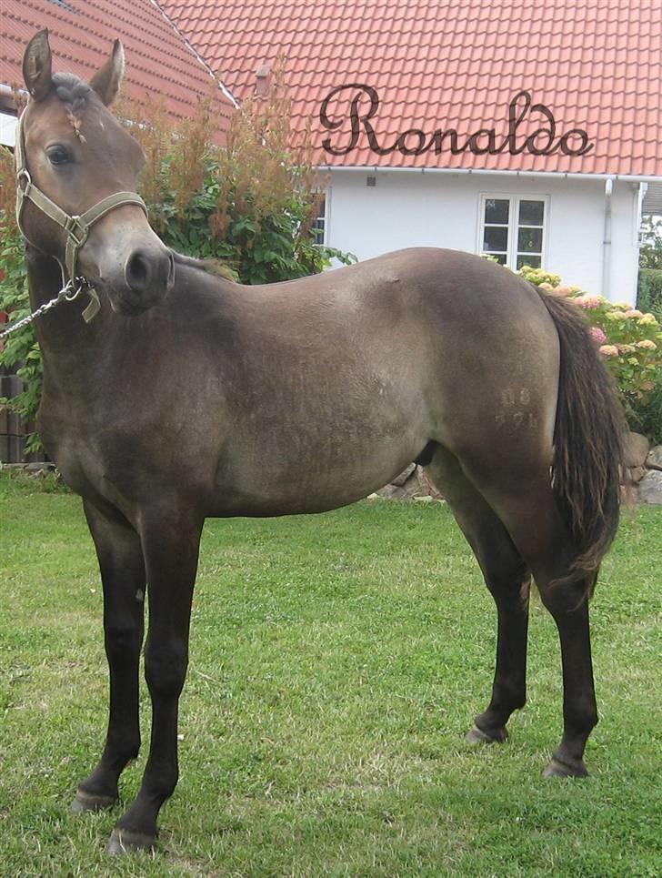 Anden særlig race Ronaldo - modelbilled af ronaldo billede 12