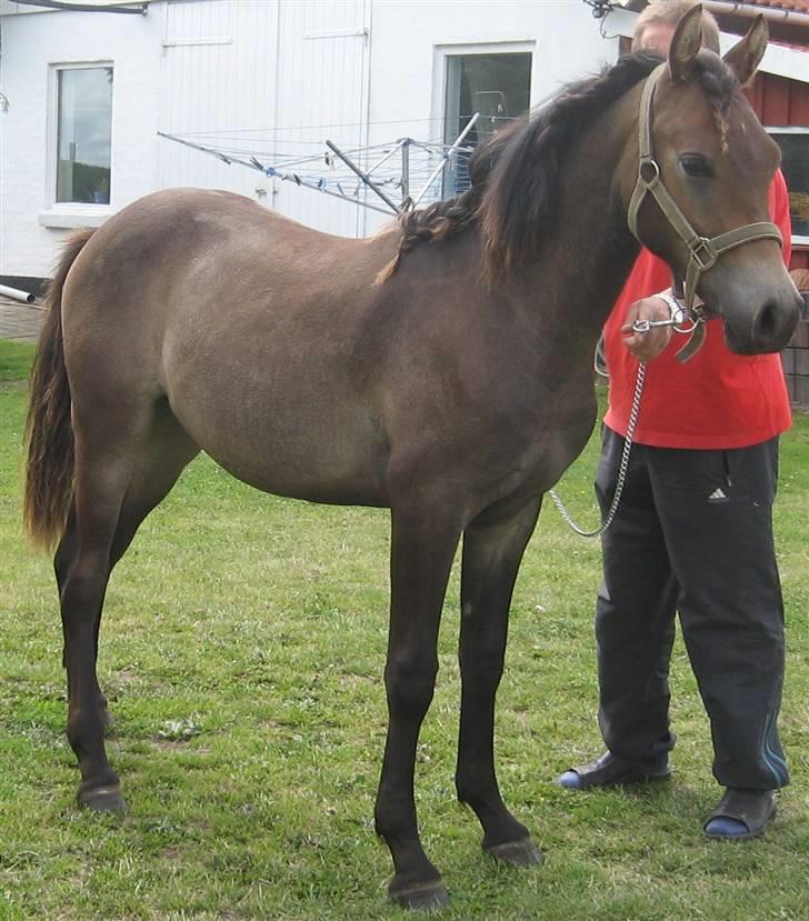 Anden særlig race Ronaldo - modelbilled af ronaldo billede 13