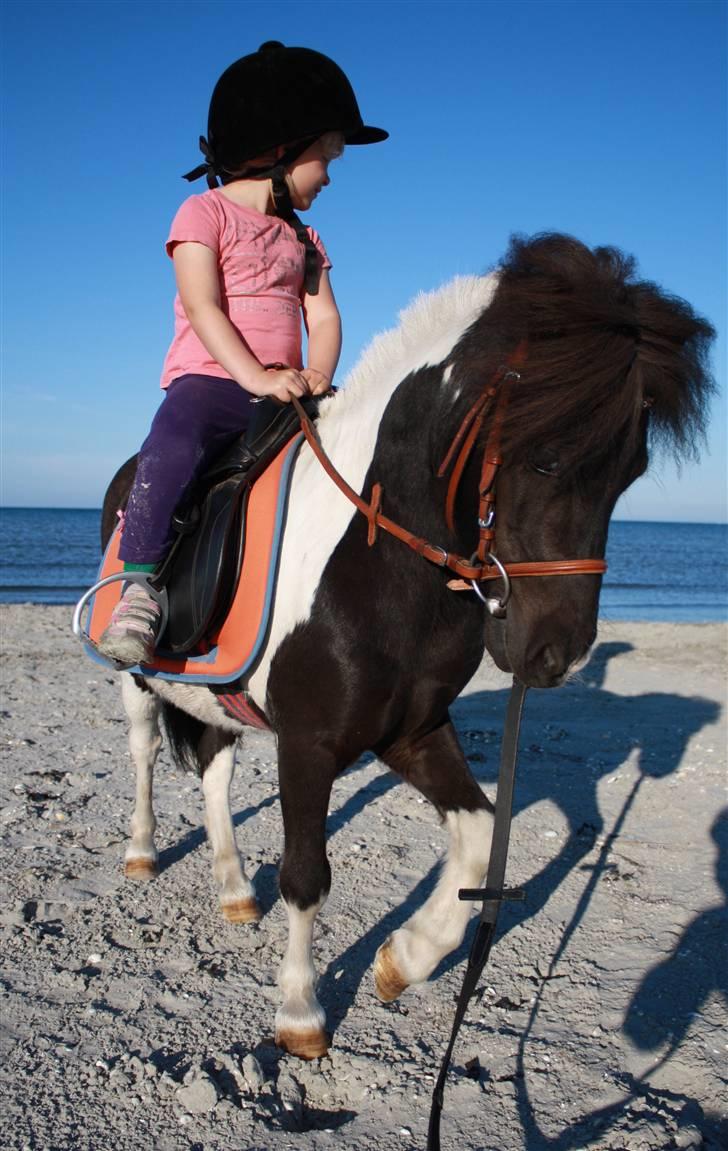 Anden særlig race Shetter *Fernando* - Velkomnmen til Fernando´s profil billede 2