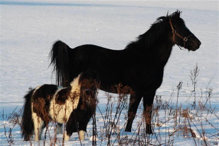 Anden særlig race Shetter *Fernando* billede 3
