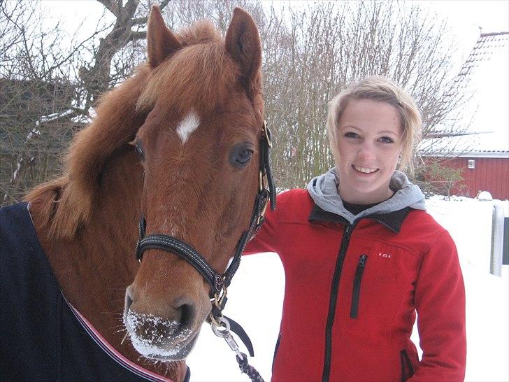 Anden særlig race rabella *solgt* - efter stævne billede 13