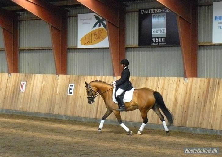 Hollandsk Sportspony Margriet - Solgt billede 12