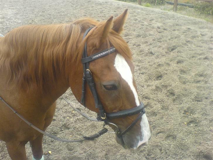 Anden særlig race Robin  - se lige mig  billede 3