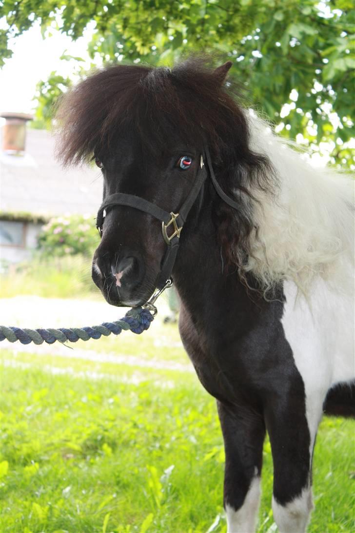 Anden særlig race Shetter *Fernando* billede 5