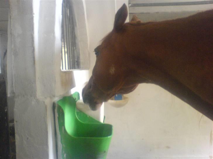 Anden særlig race Robin  - Jaaaaaaa slik sten  billede 4