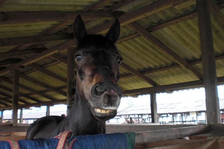 Anden særlig race Emma - Billede 10. Sødt boks billede fra det fynske børnedyrskue 2010. Foto: ? billede 10