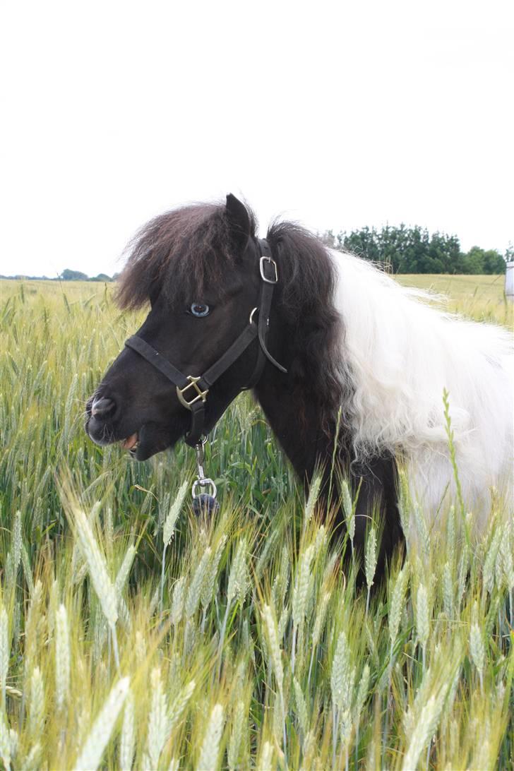 Anden særlig race Shetter *Fernando* billede 6