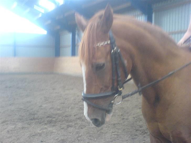 Anden særlig race Robin  - ja jeg kan også LIDT billede 5