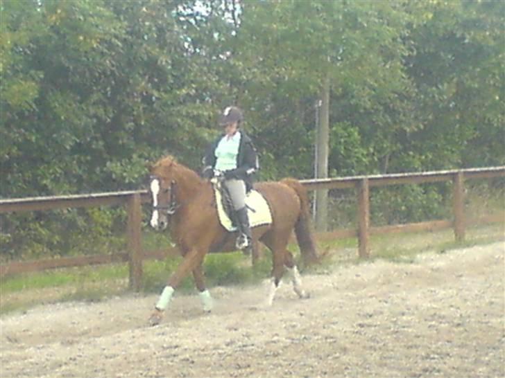 Anden særlig race Robin  - her kommer jeg billede 6