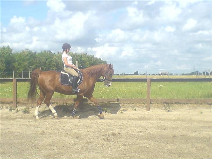 Anden særlig race Robin  billede 7