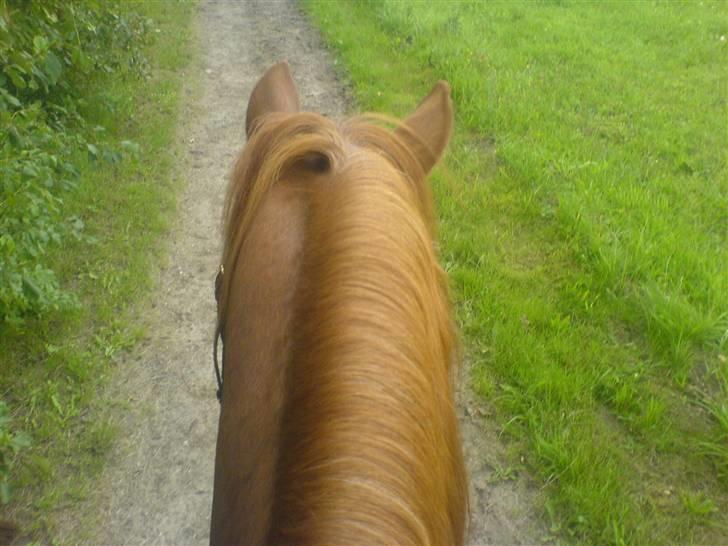 Anden særlig race Robin  - robin oppe fra billede 8