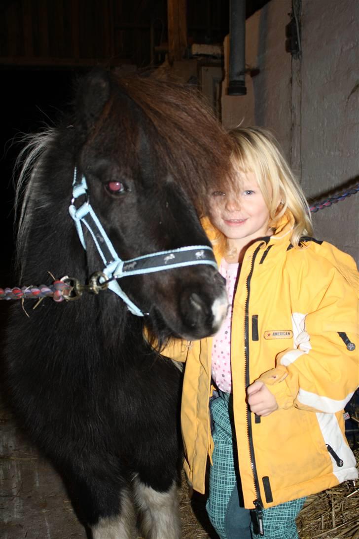 Anden særlig race Shetter *Fernando* - Er de ikke søde sammen ;O) billede 8