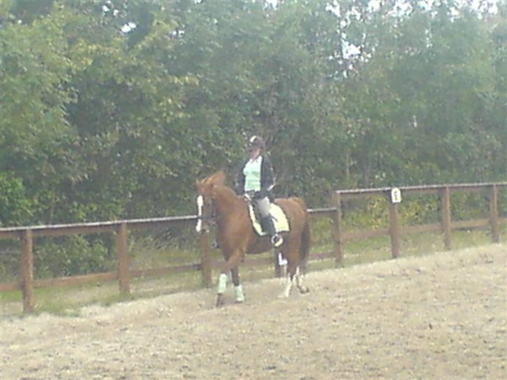 Anden særlig race Robin  billede 9