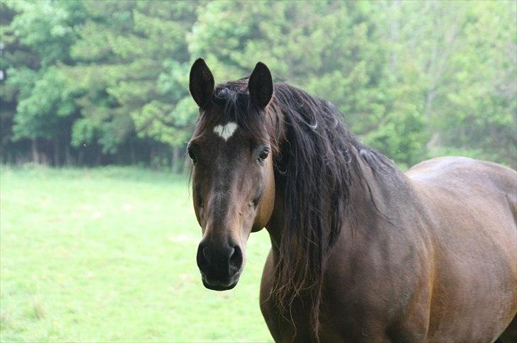 Dansk Varmblod skovvejens Mikado RIP Min vild hest ;')<3 - flotte dreng  billede 8