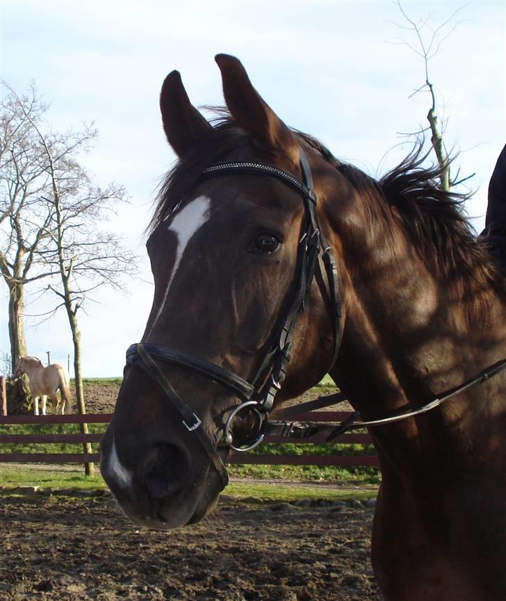 Svensk Varmblod Larkando Monet - smukt hoved billede af Tonse xD billede 12