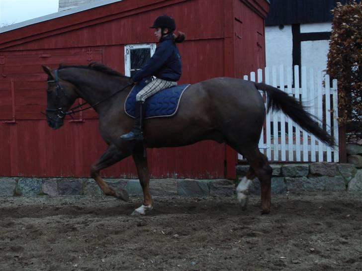 Svensk Varmblod Larkando Monet - Tina rider dressur på Monet  billede 13