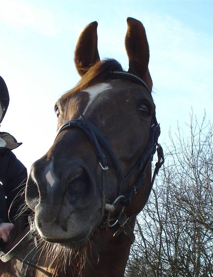 Svensk Varmblod Larkando Monet - Monet har vist fået øje på noget billede 14