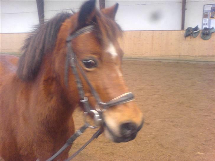 Anden særlig race Miss noname billede 1