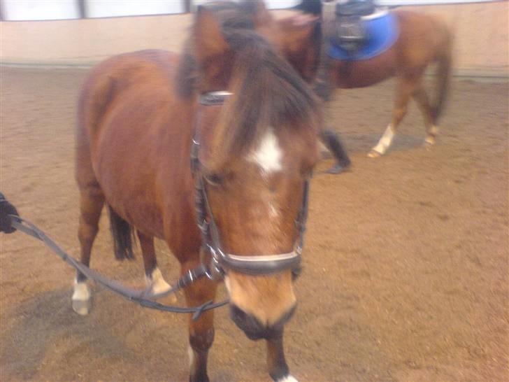 Anden særlig race Miss noname billede 2