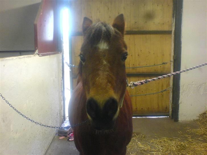 Anden særlig race Miss noname billede 3