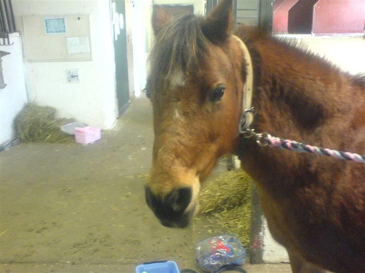 Anden særlig race Miss noname billede 4