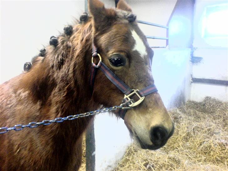 Anden særlig race Miss noname - Er jeg ikke fin?? billede 5