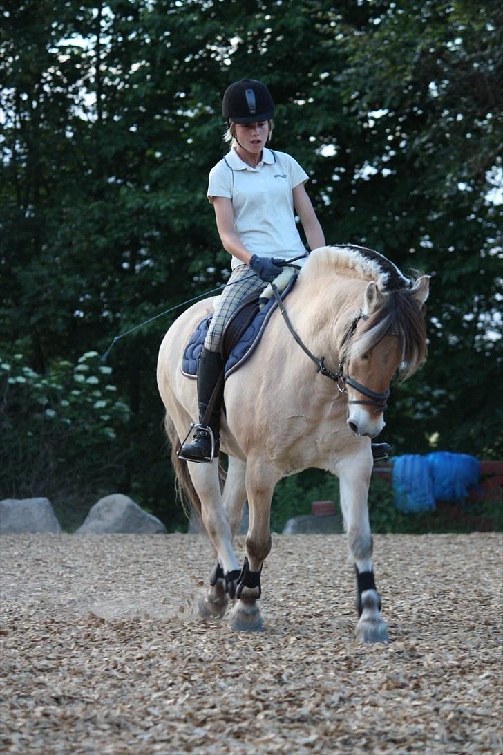 Fjordhest Risdals Frans R.I.P - dressur 2010 ;) billede 15