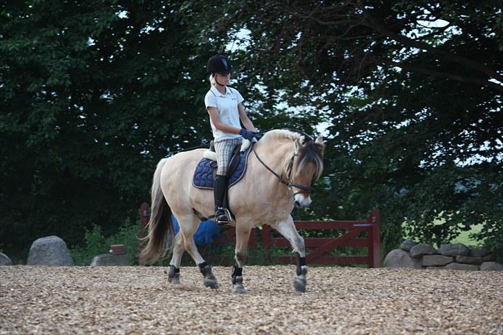 Fjordhest Risdals Frans R.I.P - dressur 2010 ;) billede 16