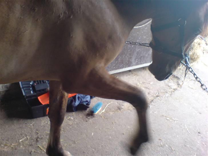 Anden særlig race Rico *Solgt* - Det er nu lidt kedeligt for sådan en unghingst at stå bundet?<3 billede 8