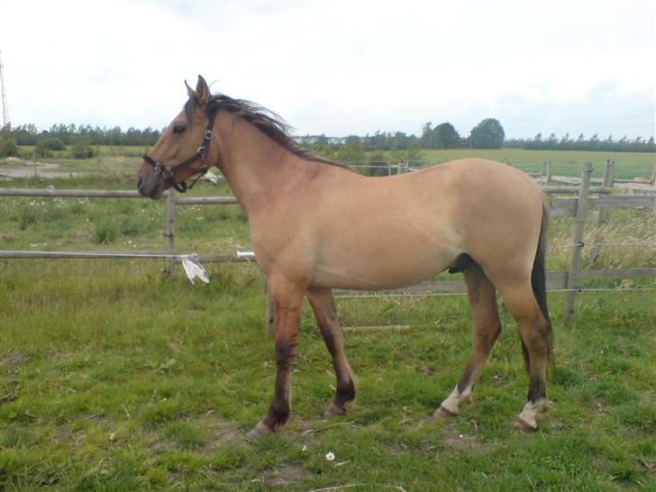 Anden særlig race Rico *Solgt* - Han er så skøn<3 billede 9