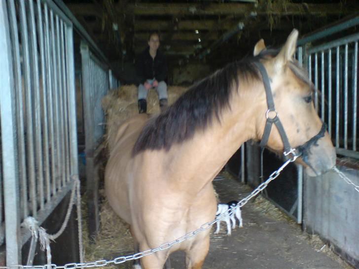 Anden særlig race Rico *Solgt* - Rico med Sara i baggrunden<3 billede 10