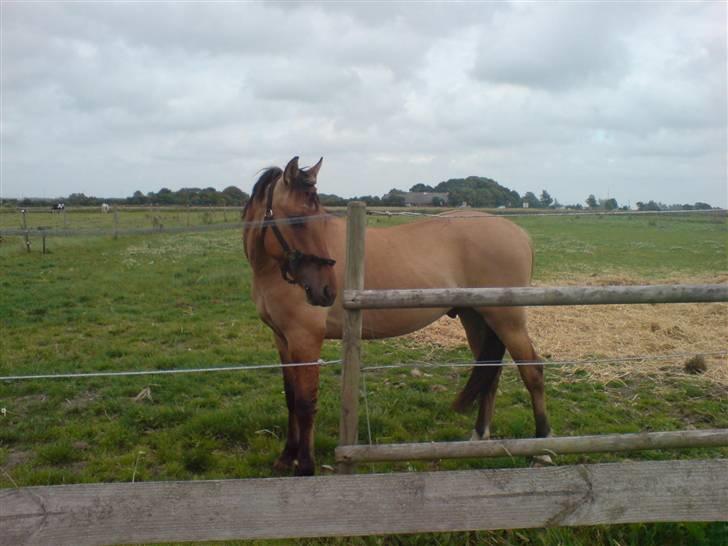 Anden særlig race Rico *Solgt* - Hvad sker der derhenne?<3 billede 11