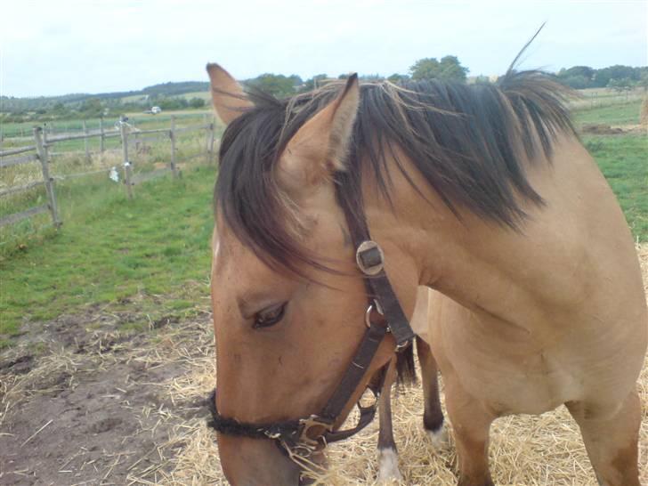 Anden særlig race Rico *Solgt* - Hvorfor tager hun ogs hele tiden billeder? Jeg vil snakkes med<3 billede 12