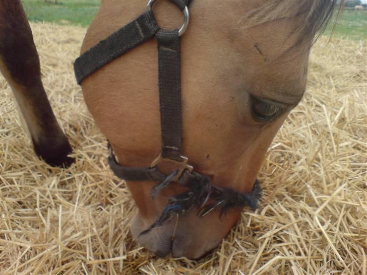 Anden særlig race Rico *Solgt* billede 13