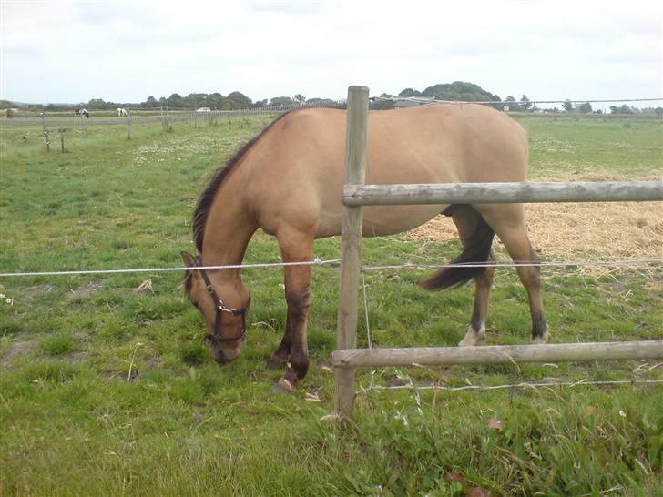 Anden særlig race Rico *Solgt* billede 14
