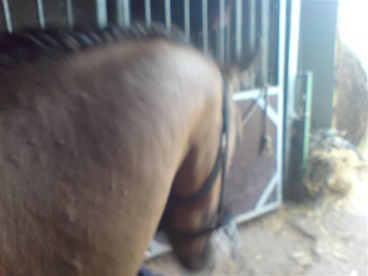 Anden særlig race Rico *Solgt* billede 15