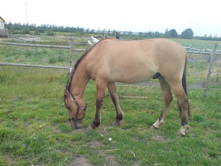 Anden særlig race Rico *Solgt* billede 16