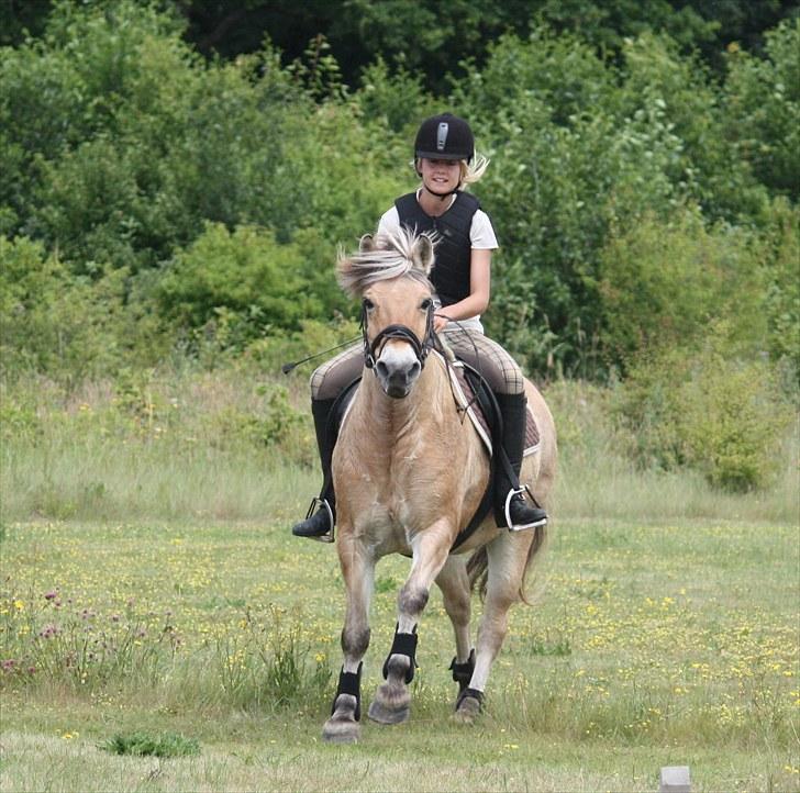Fjordhest Risdals Frans R.I.P - lille gule i terrænet;) billede 20