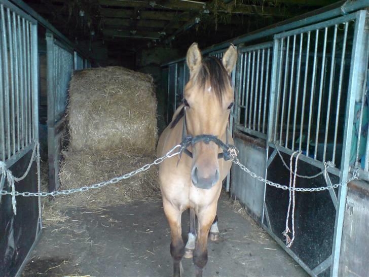 Anden særlig race Rico *Solgt* - Hej <3 billede 17