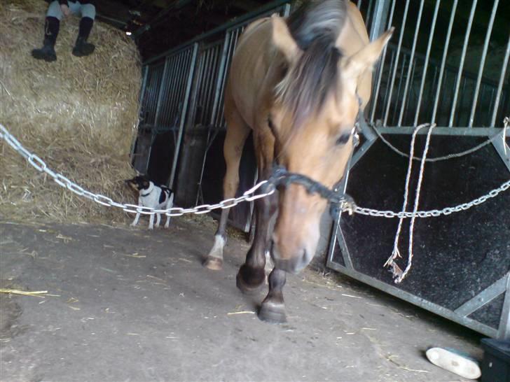 Anden særlig race Rico *Solgt* - Hvad er der hernede? billede 18