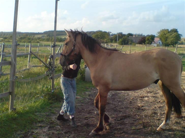 Anden særlig race Rico *Solgt* - Hvor langt mon man må gå før hun bliver irriteret?<3 billede 19