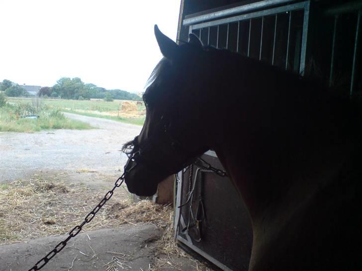 Anden særlig race Rico *Solgt* billede 20