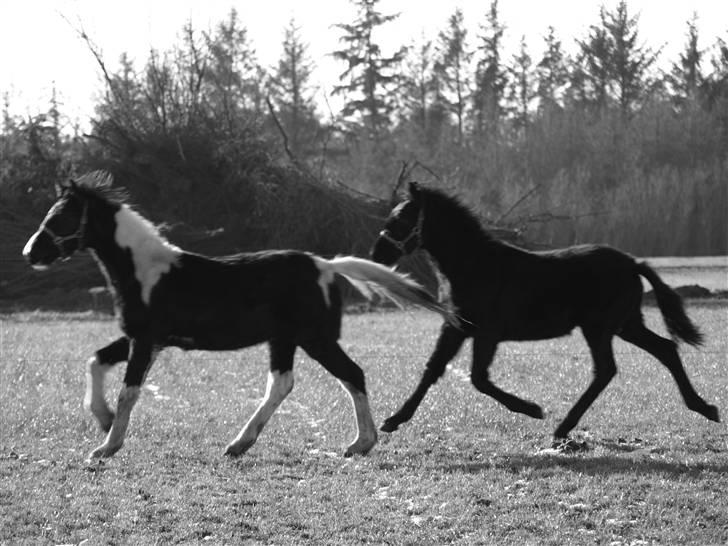 Frieser Bastiaan *R*I*P* - 31.01.2009 billede 4