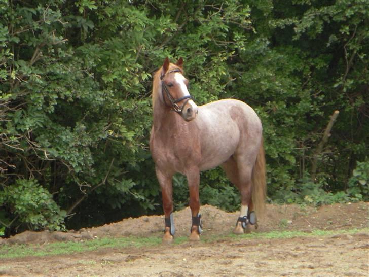 Anden særlig race Mario - Min smukke stjerne(; billede 10
