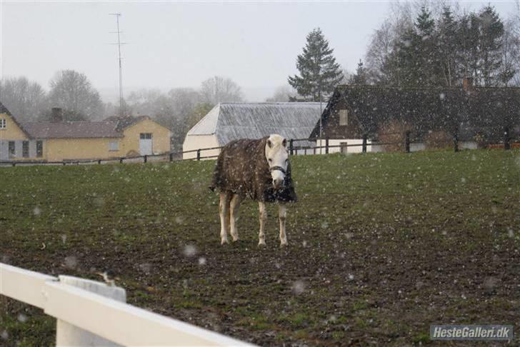 Anden særlig race /connemara bambuska R.I.P - bamme i årets første sne:D <3 foto: trine. billede 13