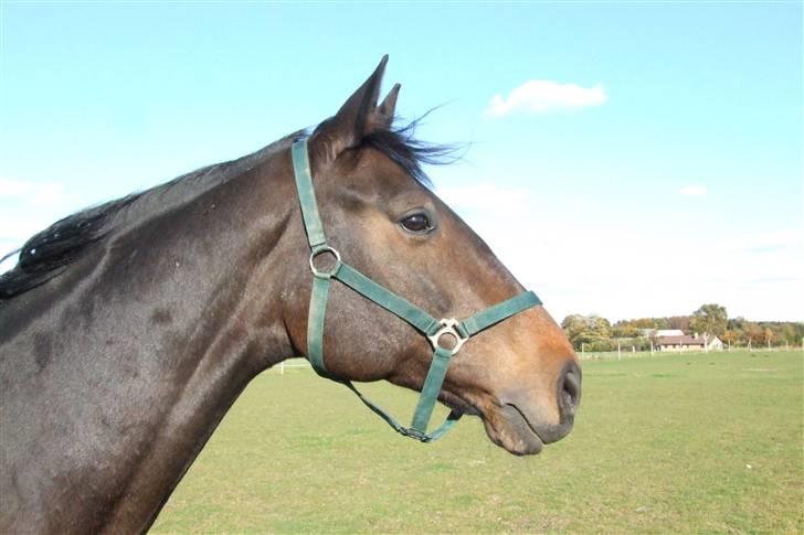 Holstener Calvin Ask - Calvin er ude og nyde noget af det sidste solskins vejr inden vinteren billede 1