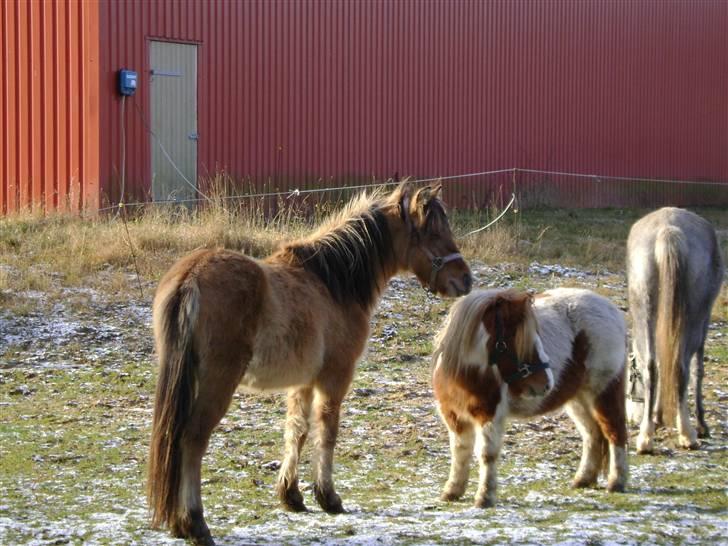 Anden særlig race Roxi billede 1