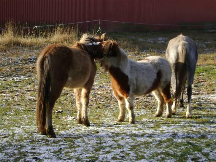 Anden særlig race Roxi billede 2